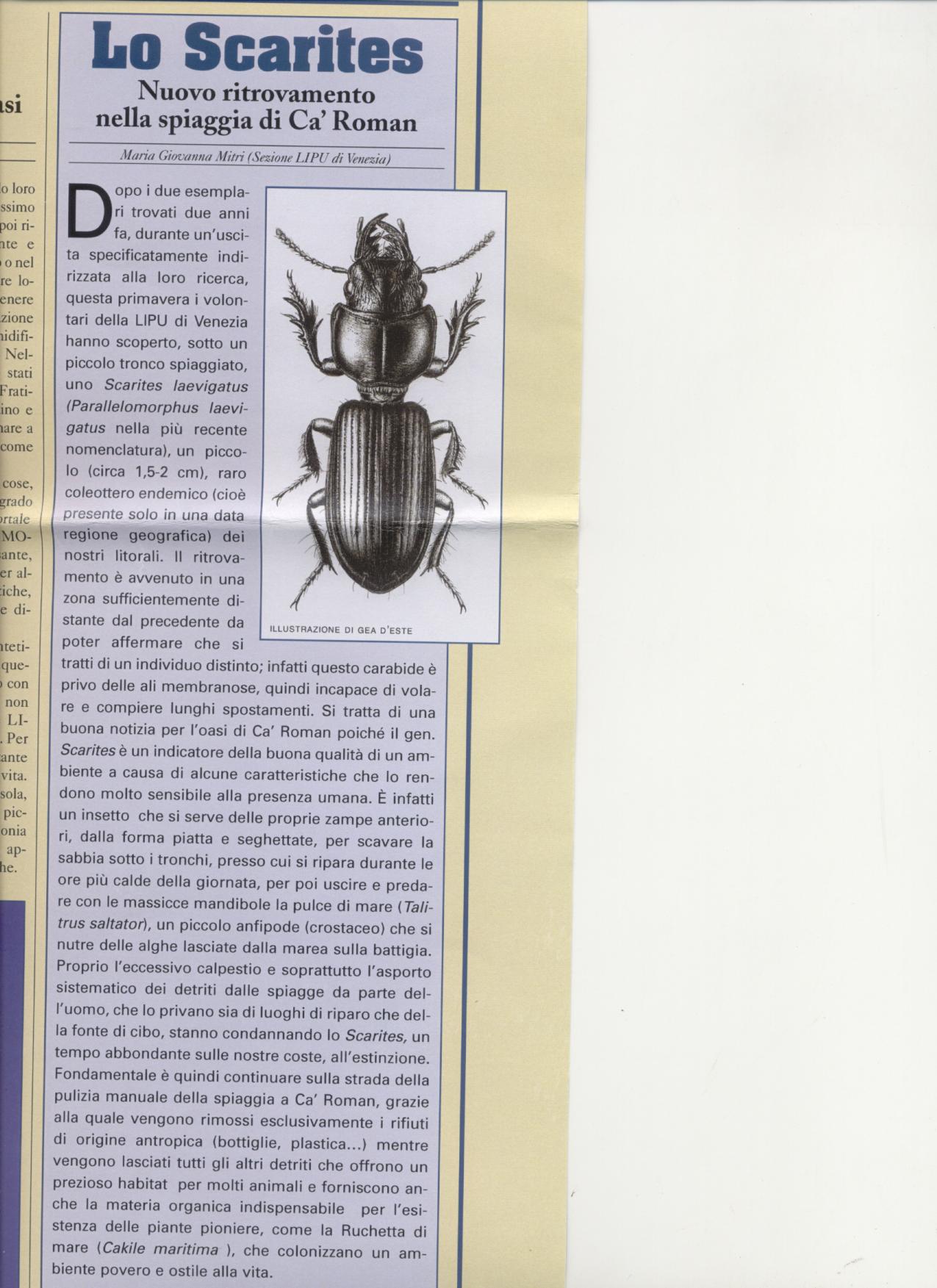 Scarites laevigatus